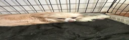 Pomchi dogs for sale: pomchi long hair boy pup  in Sanquhar - Advert 5