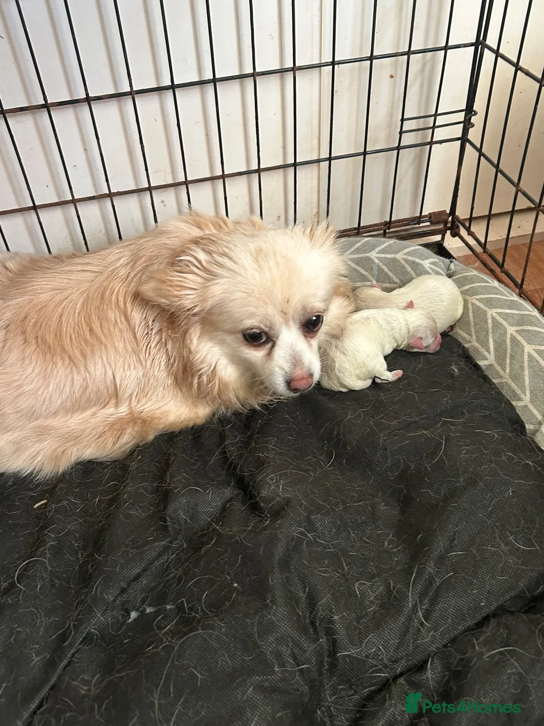 Pomchi dogs for sale: pomchi long hair boy pup  in Sanquhar - Advert 5