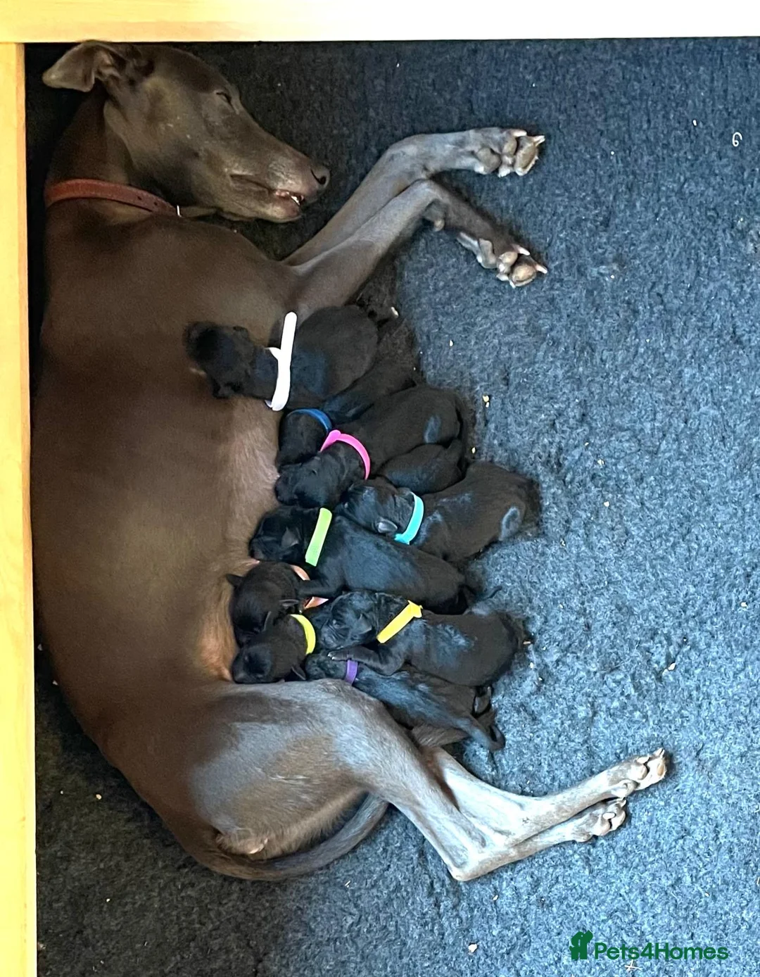 Mixed Breed dogs for sale: Bedlington Whippet puppies - Advert 6