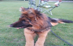 German Shepherd dogs for sale: Beautiful German Shepard bitch  - Image 4
