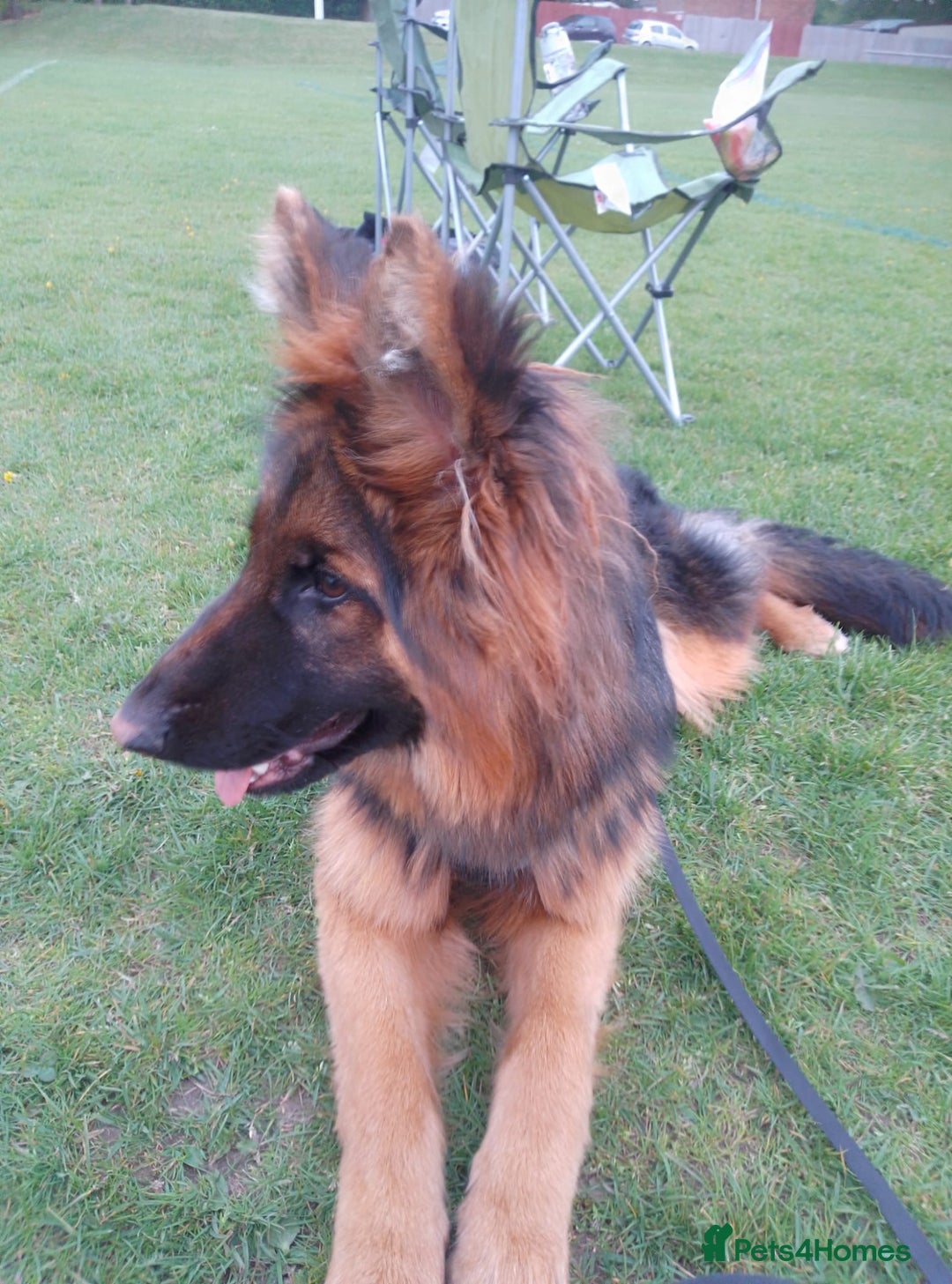 German Shepherd dogs for sale: Beautiful German Shepard bitch  - Image 4