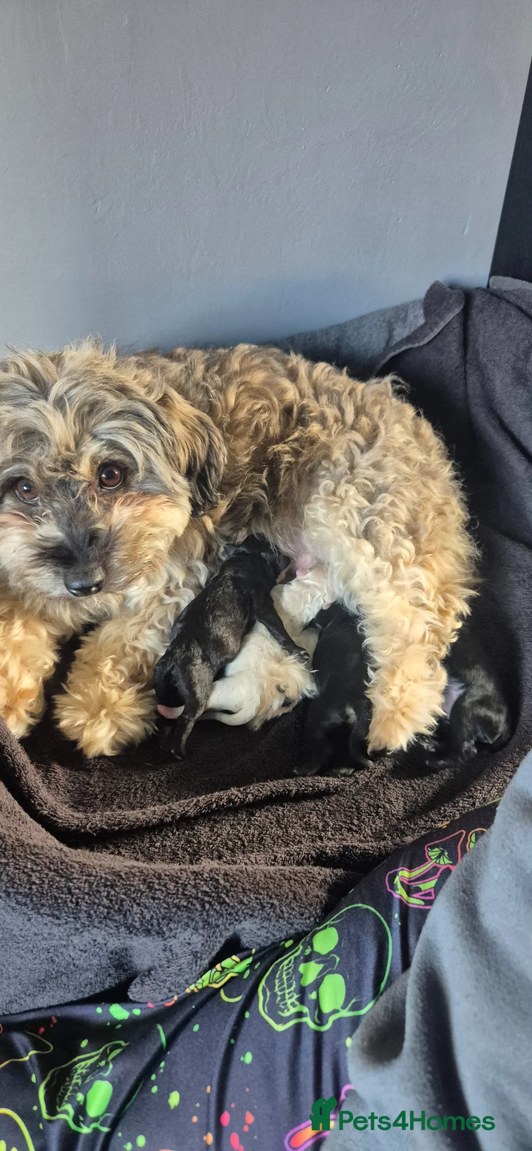 Mixed Breed dogs for sale: Beautiful pups mixed breed - Advert 1