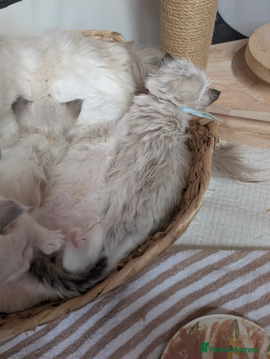 Ragdoll cats for sale: Ragdoll Kittens From Imperial Grand Champion Lines in Newcastle upon Tyne - Advert 2