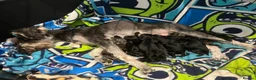 Schnoodle dogs for sale: Schnoodle pups for sale. Ready 11th October.  - Advert 3