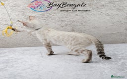 Bengal cats for sale: Champion line Superb Bengal Kittens  - Image 37