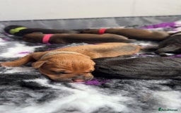 Labrador Retriever dogs for sale: Beautiful littler of 6 labs  - Image 3