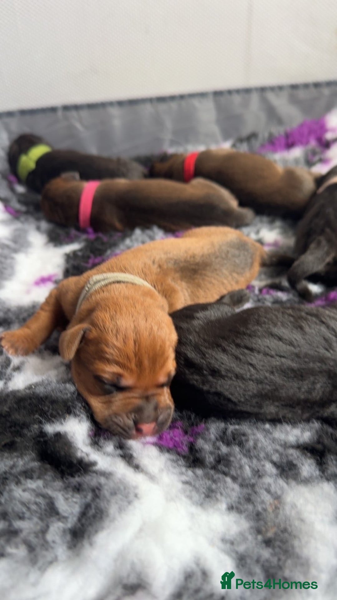Labrador Retriever dogs for sale: Beautiful littler of 6 labs  - Image 3