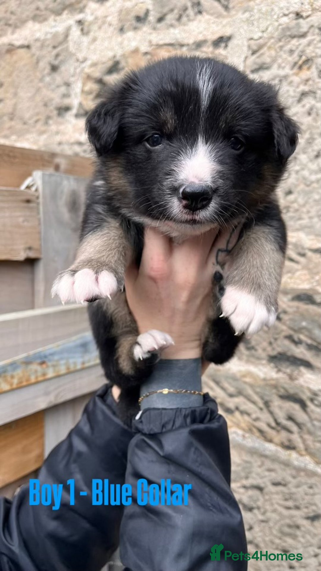 Border Collie dogs for sale: Tri coloured border collies  - Image 3