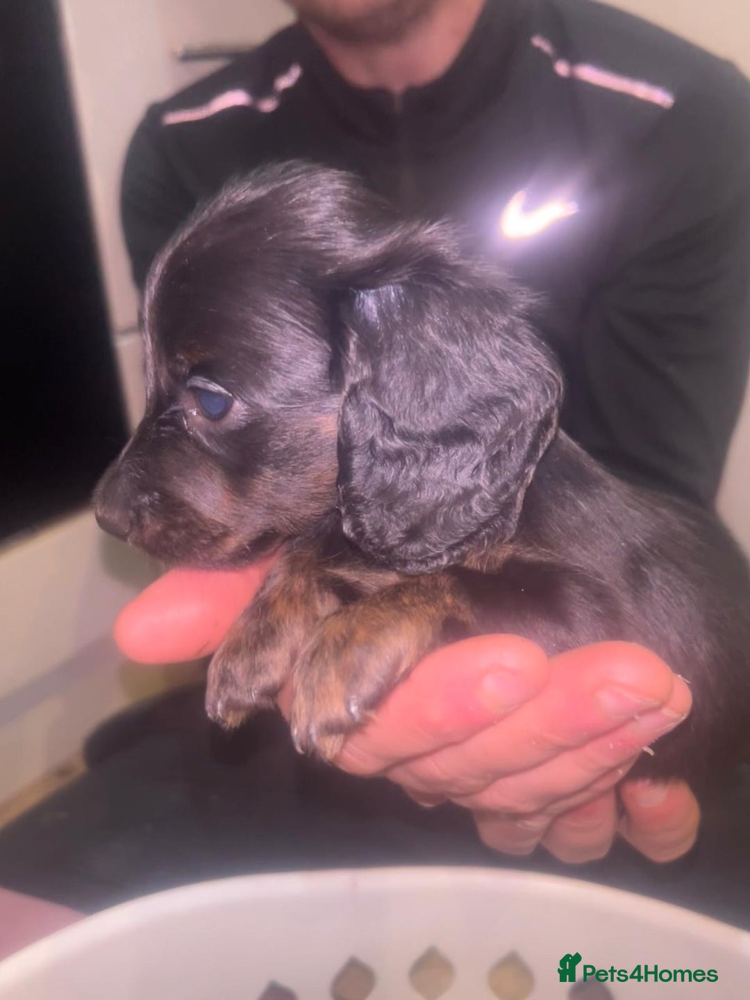Miniature Dachshund dogs for sale: EXCEPTIONAL KC REG BRINDLE POINTED PUPS - Advert 11