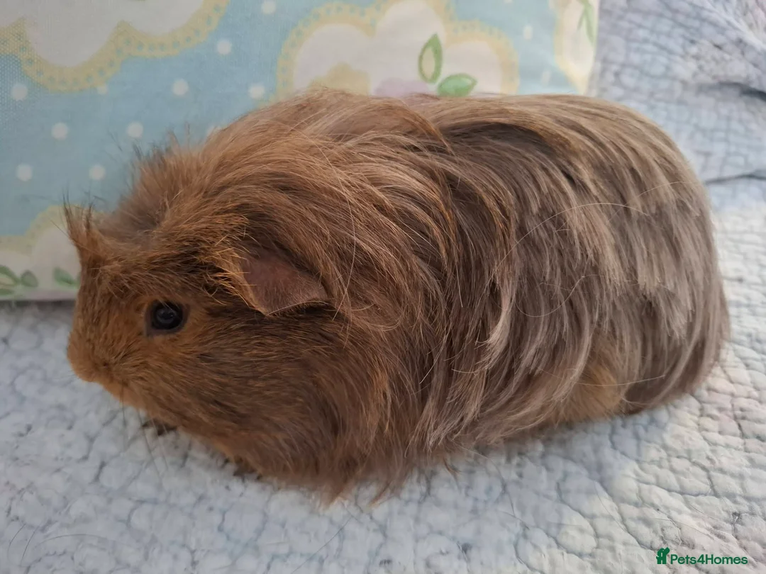 Guinea Pig rodents for sale: Lovely Young Guinea-Pigs Ready Now  - Advert 2