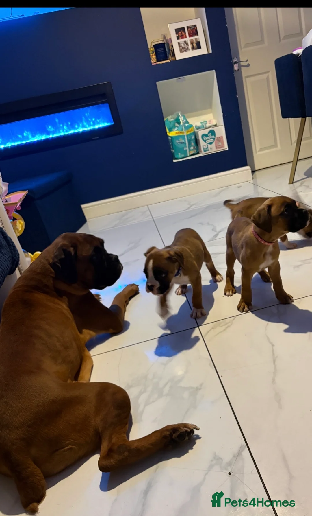 Boxer dogs for sale: KC Registered Boxer pups  - Advert 7