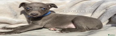 Whippet 4