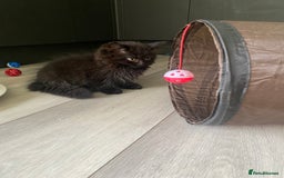 Selkirk Rex cats for sale: Beautiful selkirkrex babies - Image 11