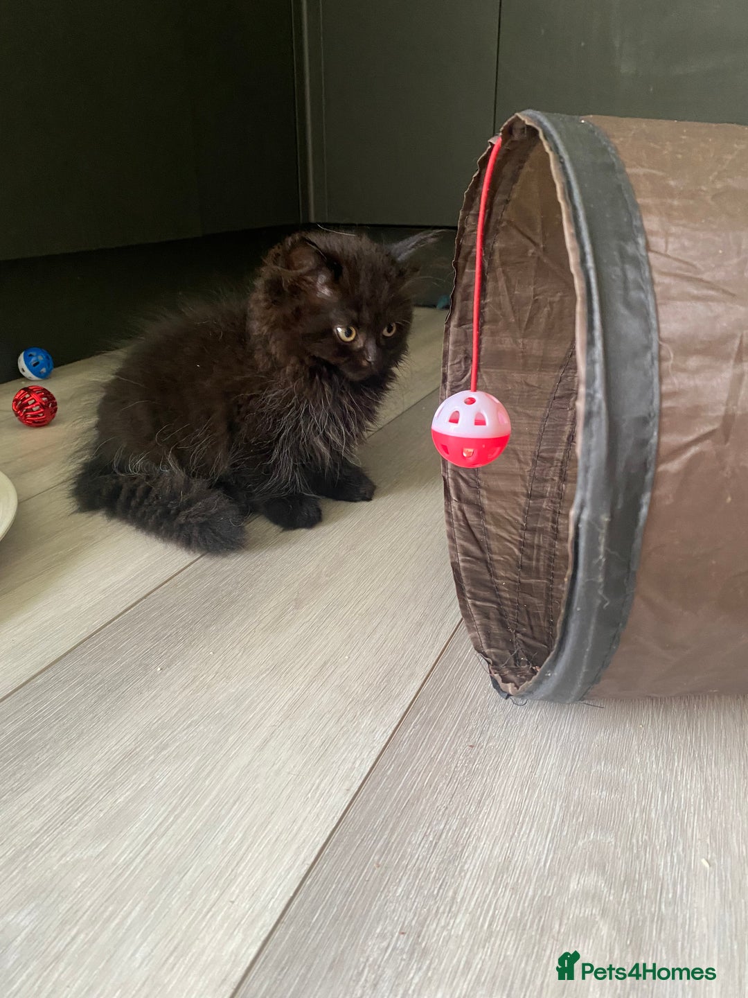 Selkirk Rex cats for sale: Beautiful selkirkrex babies - Image 11