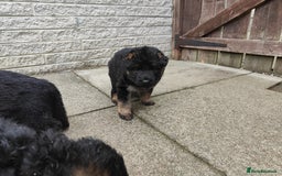 German Shepherd dogs for sale: GSD German shepherd puppies for sale  - Image 8