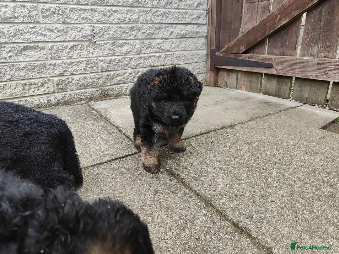 German Shepherd dogs for sale: GSD German shepherd puppies for sale  - Image 8