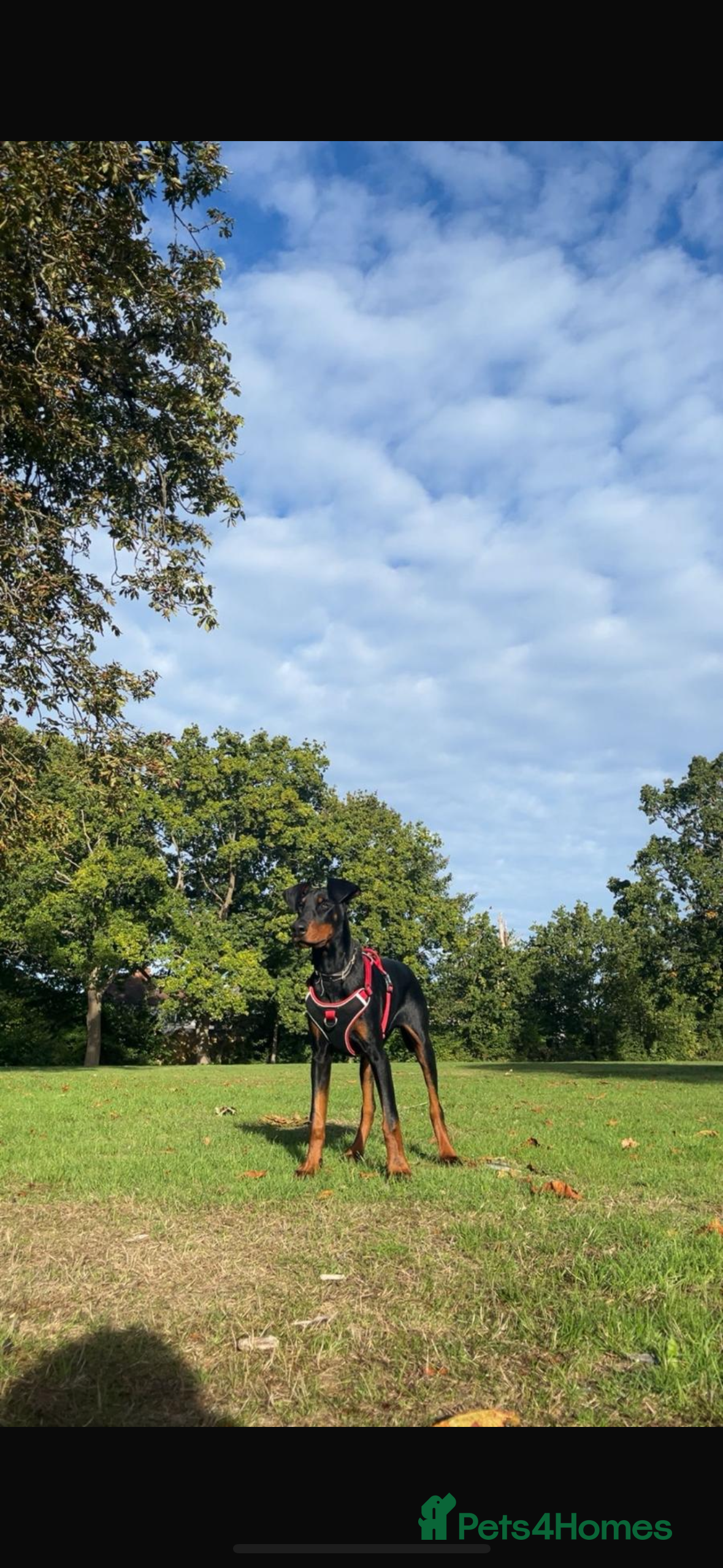 Dobermann dogs Please take me - Advert 9