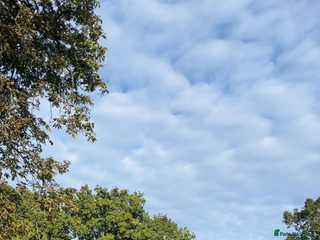 Dobermann dogs Please take me - Advert 11