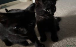Mixed Breed cats for sale: 4 lovely black kittens waiting for their new homes - Image 2