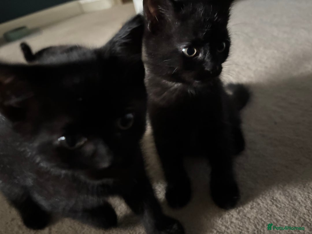 Mixed Breed cats for sale: 4 lovely black kittens waiting for their new homes - Image 2