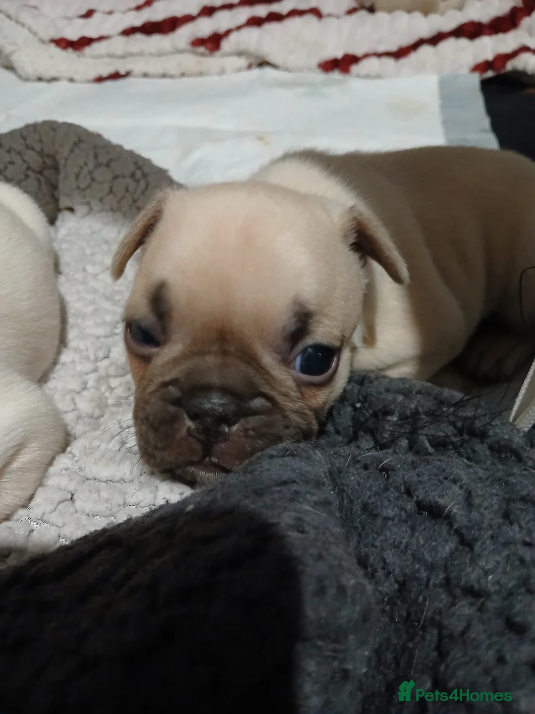 French Bulldog dogs for sale: Gorgeous frenchie pups - Advert 3