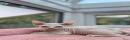 Devon Rex cats for sale: Fife reg Devon Rex kittens  - Advert 32