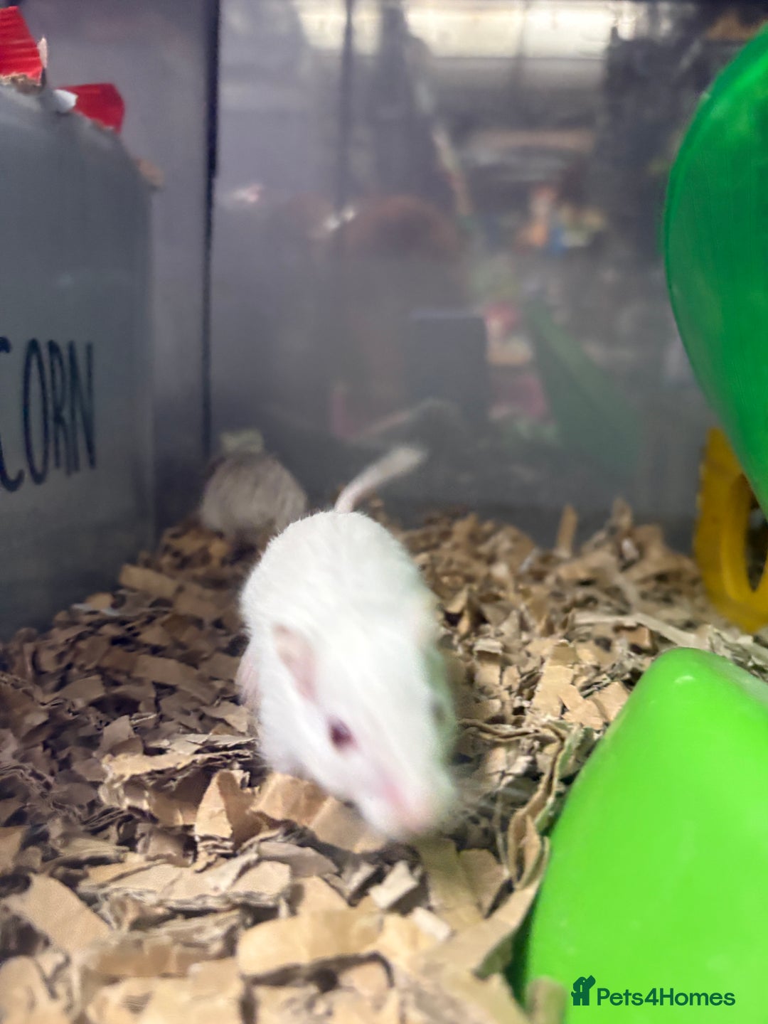 Gerbil rodents for sale: Friendly pet gerbils boys and girls  - Advert 3
