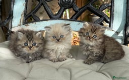 Persian cats for sale: Persian Colorpoint Seal Tabby Point kittens - Image 1
