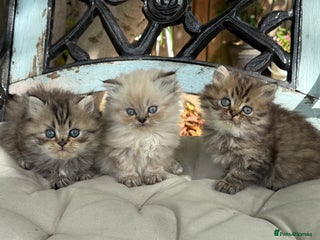 Persian cats - Advert 15