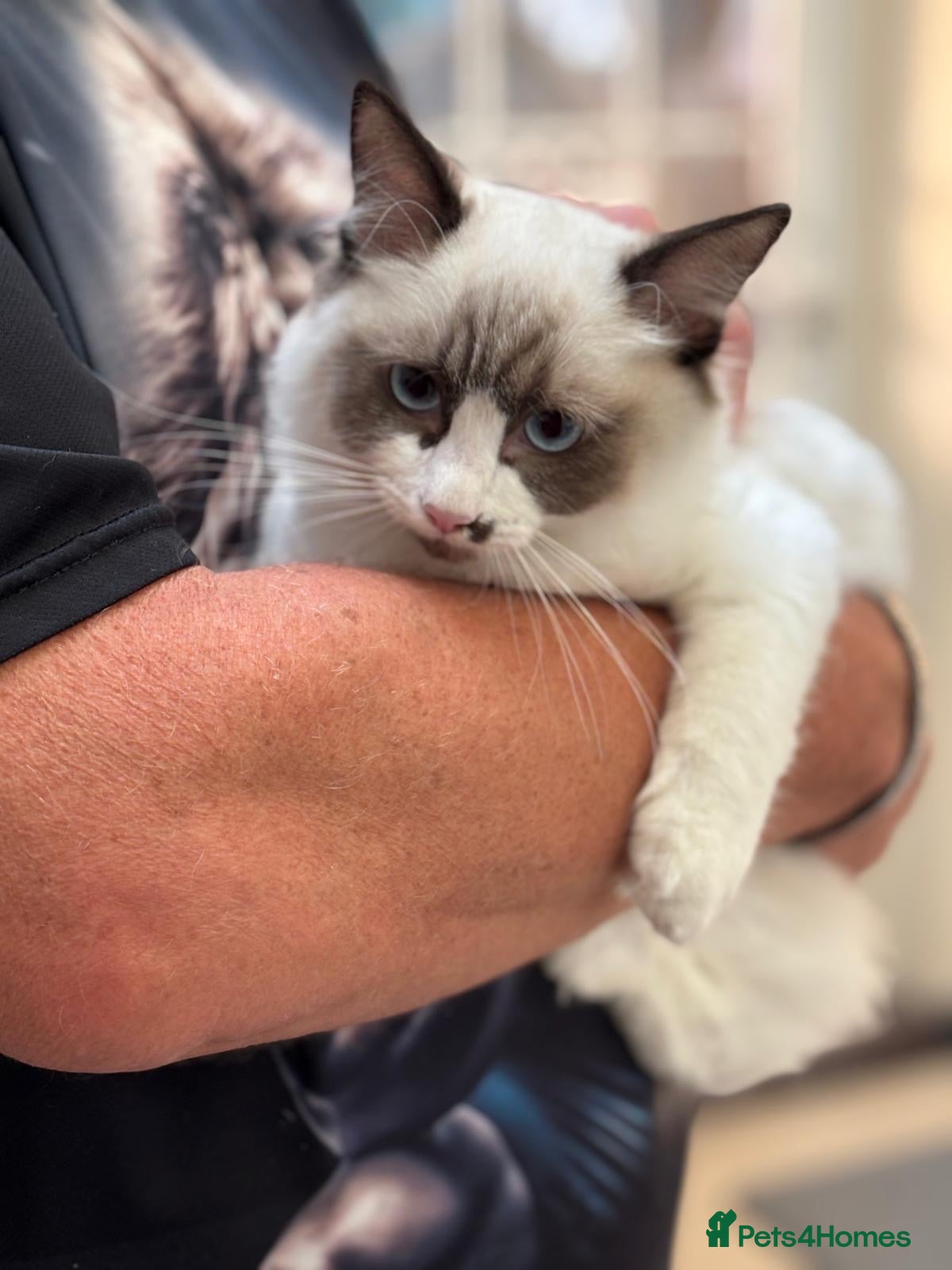 Ragdoll cats for sale: Last boys left Ragdoll kittens  - Advert 7