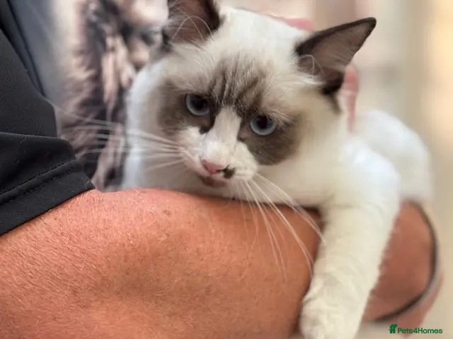 Ragdoll cats for sale: Last boys left Ragdoll kittens - Advert 7