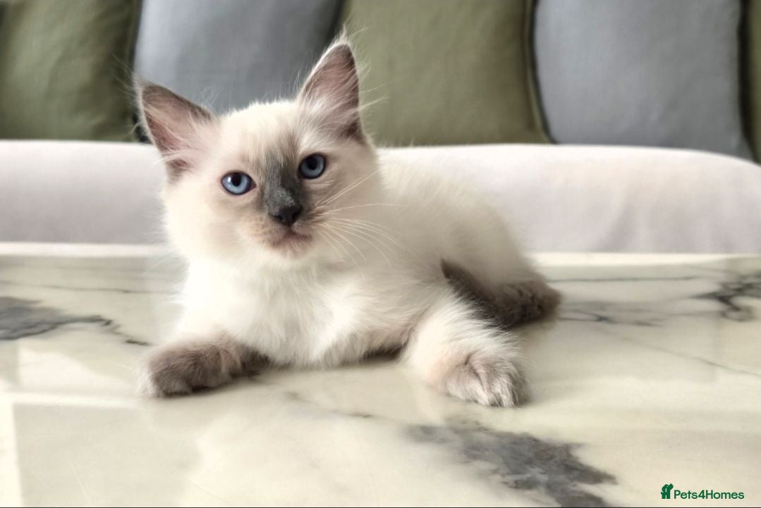 Ragdoll cats 🤍 Pure Ragdoll Kittens Ready Now - Advert 1