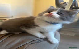 Ragdoll cats for sale: Reserved - Image 11