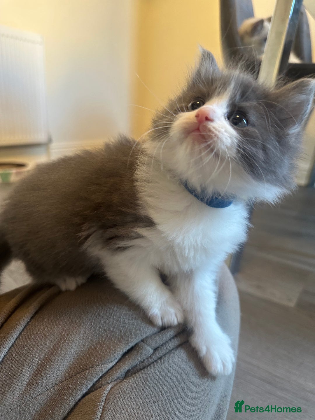 Ragdoll cats for sale: Reserved - Image 11