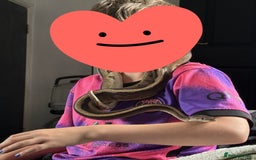 Snake reptiles for sale: Beautiful G-Stripe - Image 3