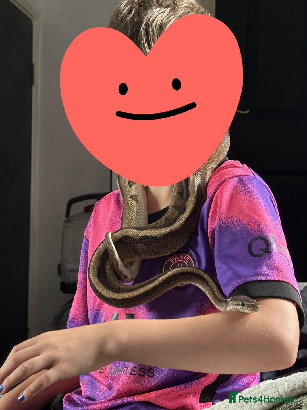 Snake reptiles for sale: Beautiful G-Stripe - Image 3
