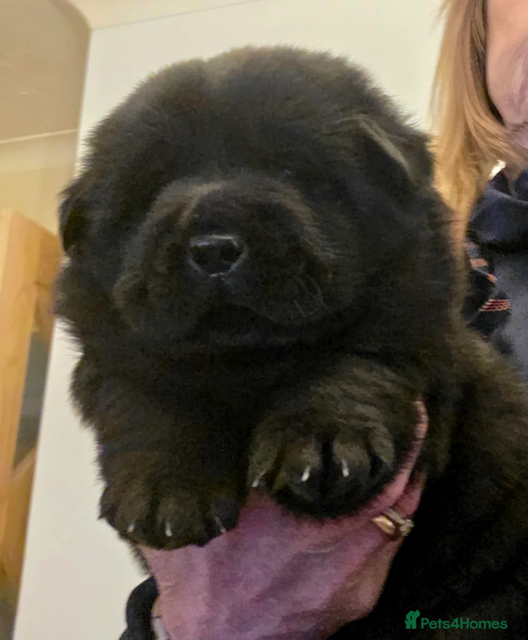 Mixed Breed dogs for sale: Gorgeous Chowador Puppies  - Advert 6