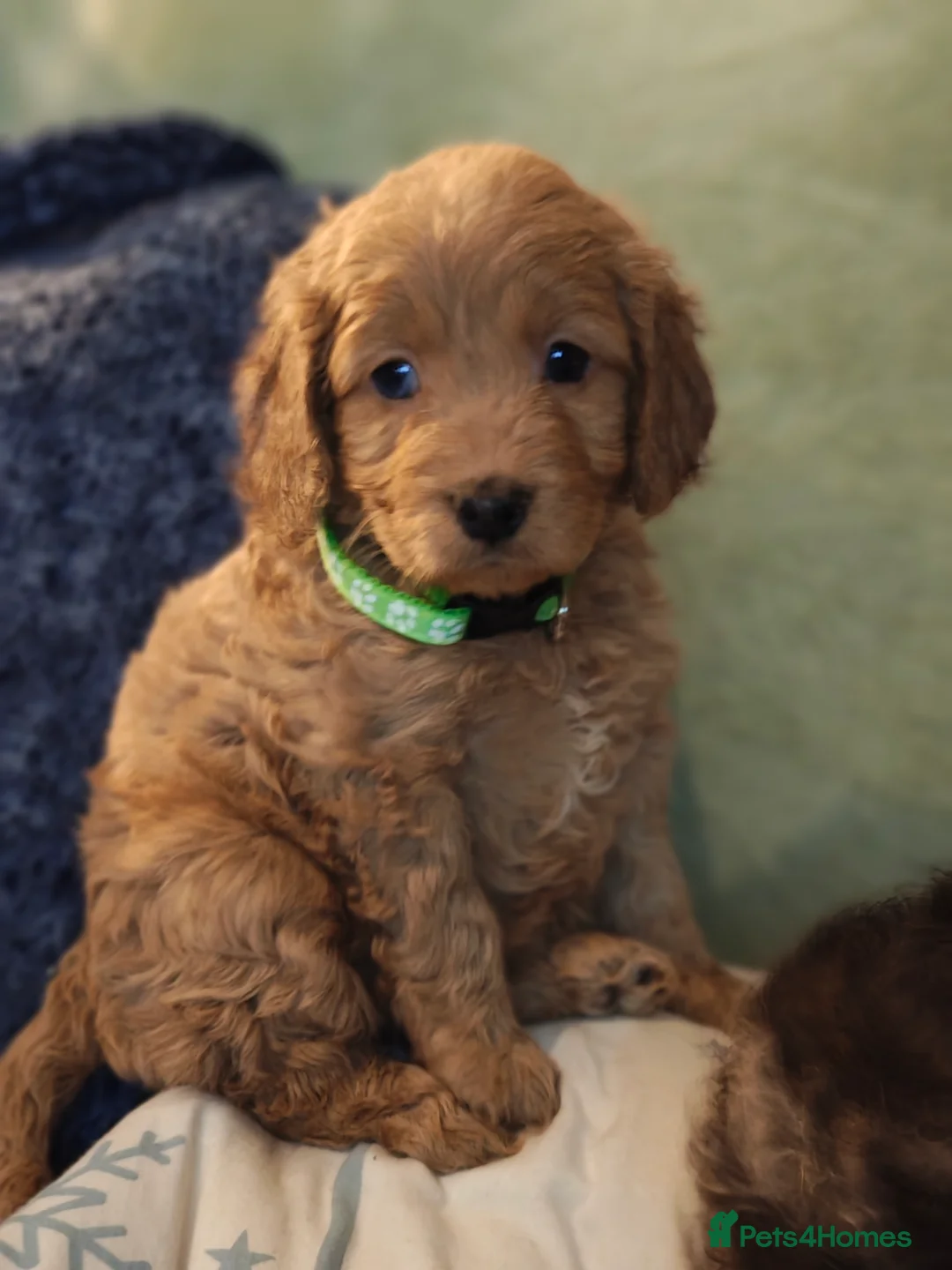 Cockapoo dogs for sale: Cockapoo - Advert 23