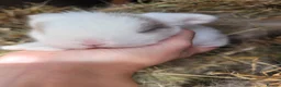 Mini Lop rabbits for sale: Beautiful pure bred mini lops - Advert 6