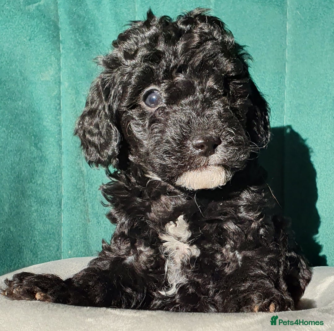 Miniature Poodle dogs for sale: Miniature poodle  - Advert 6