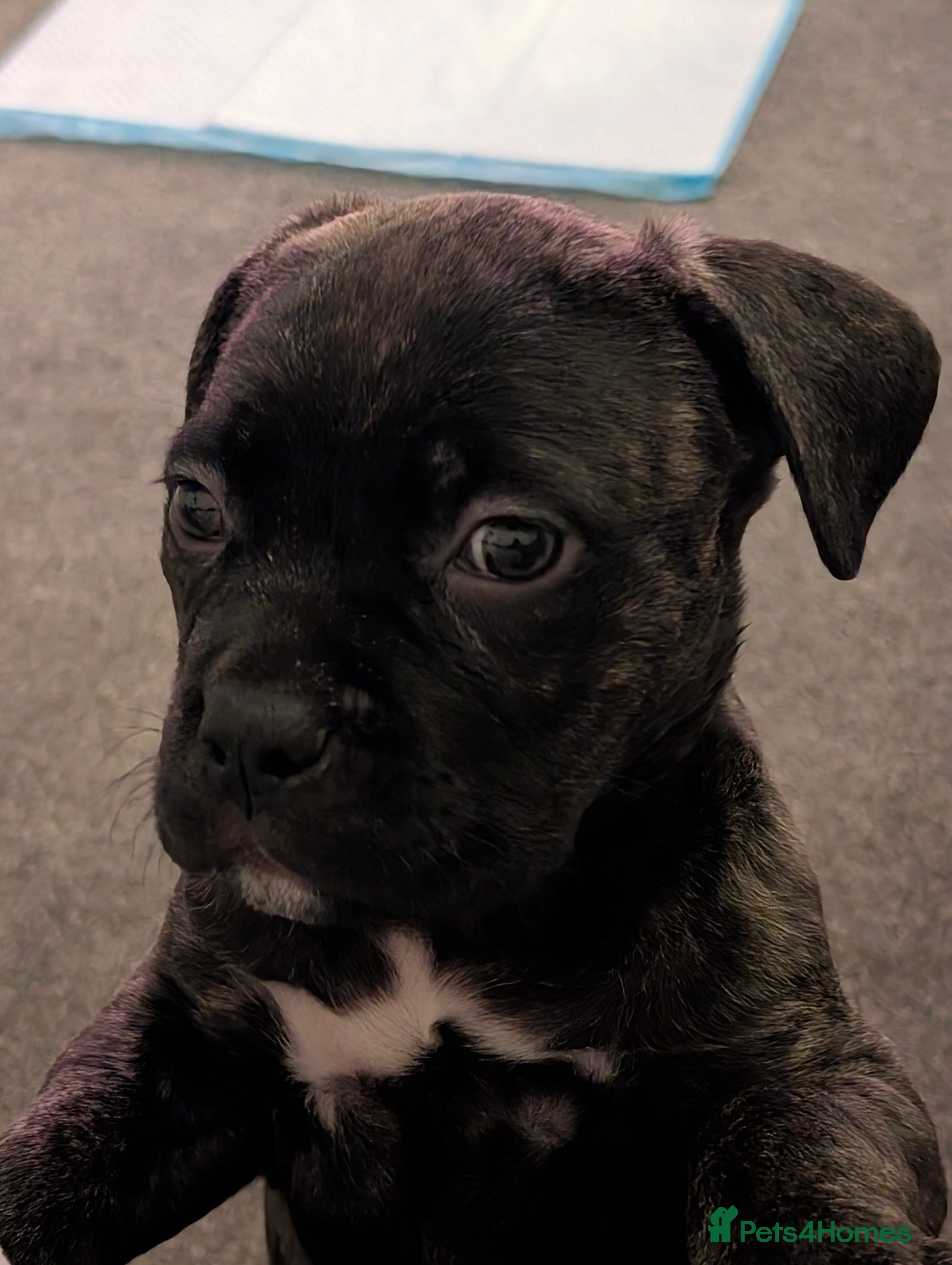 Mixed Breed dogs American pocket Corso puppies  - Advert 1