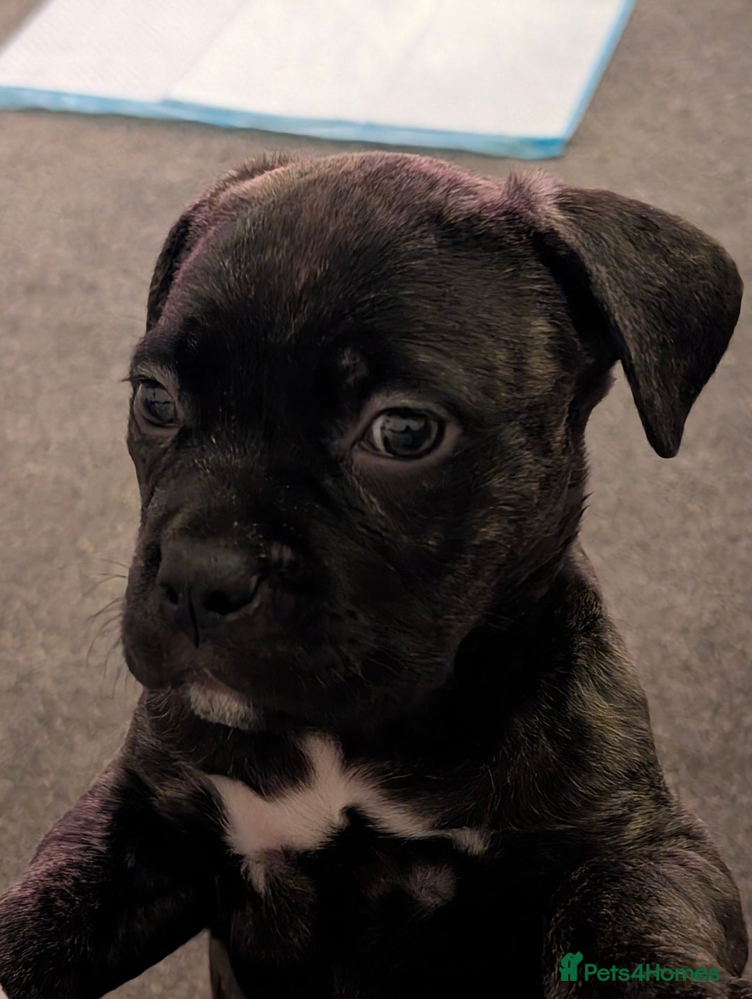 Mixed Breed dogs for sale: American pocket Corso puppies  - Advert 1