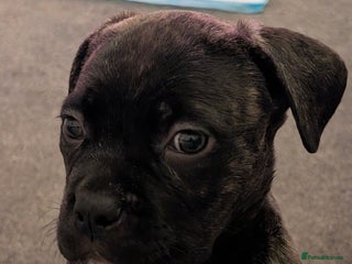 Mixed Breed dogs American pocket Corso puppies - Advert 16