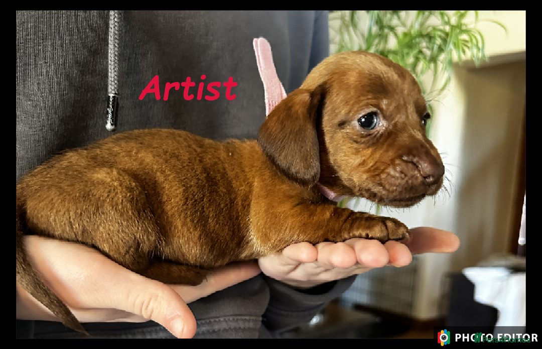 Dachshund dogs for sale: Beautiful Dachshunds ❤️❤️ - Advert 9