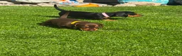 Miniature Dachshund dogs for sale: Gorgeous KC reg miniature dachshund puppies  - Advert 9