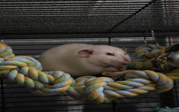 Rat rodents for sale: 2 male rats - Advert 2