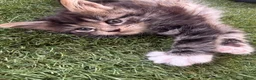 Maine Coon cats for sale: Mainecoon Kittens  - Advert 22