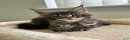 Maine Coon cats for sale: Tica registered Maine Coon kittens - Advert 2