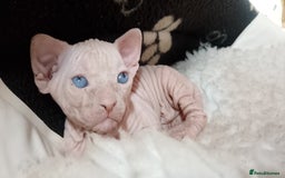 Sphynx cats for sale: Beautiful Sphinx available  - Image 2