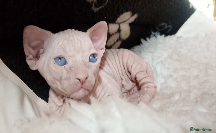 Sphynx cats - Advert 1